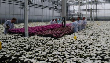 Interessante resultaten De Perfecte Chrysant