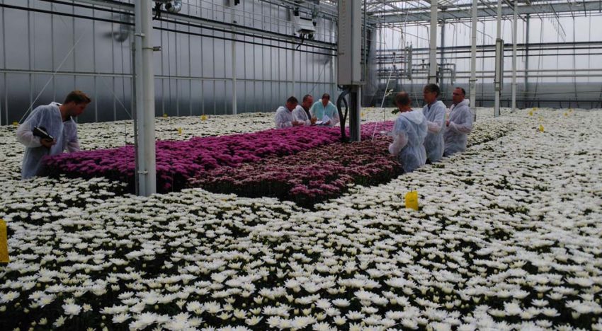 Interessante resultaten De Perfecte Chrysant Interessante resultaten De Perfecte Chrysant
