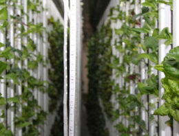 LGM teeltcontainer raakt bekend in Europa