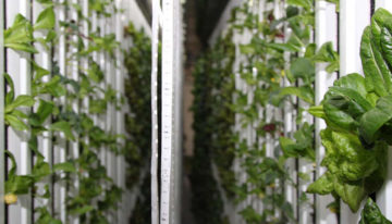 LGM teeltcontainer raakt bekend in Europa