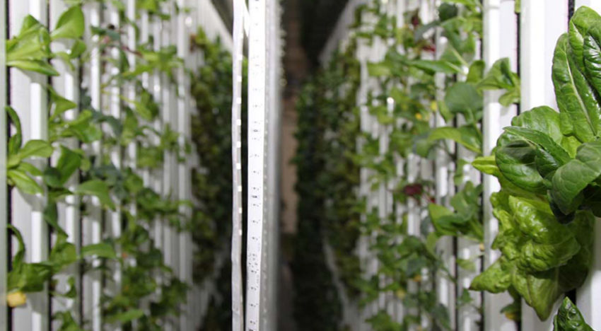 LGM teeltcontainer raakt bekend in Europa
