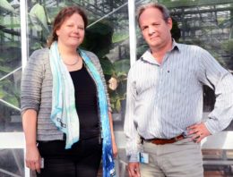 Schimmel Fusarium is onvatbaar voor veel fungiciden en muteert snel