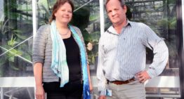 Schimmel Fusarium is onvatbaar voor veel fungiciden en muteert snel