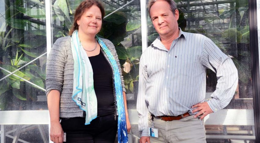 Schimmel Fusarium is onvatbaar voor veel fungiciden en muteert snel