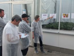 Teeltstrategie weerbare planten tegen bovengrondse ziekten