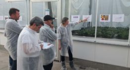 Teeltstrategie weerbare planten tegen bovengrondse ziekten