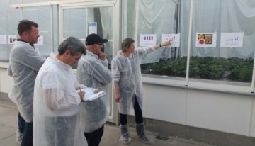 Teeltstrategie weerbare planten tegen bovengrondse ziekten