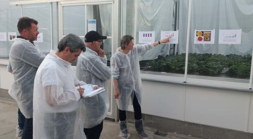Teeltstrategie weerbare planten tegen bovengrondse ziekten Teeltstrategie weerbare planten tegen bovengrondse ziekten