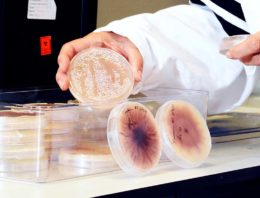 Onderzoek naar betere identificatie, meer zicht op verspreiding en biologische bestrijding