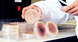 Onderzoek naar betere identificatie, meer zicht op verspreiding en biologische bestrijding