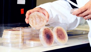 Onderzoek naar betere identificatie, meer zicht op verspreiding en biologische bestrijding