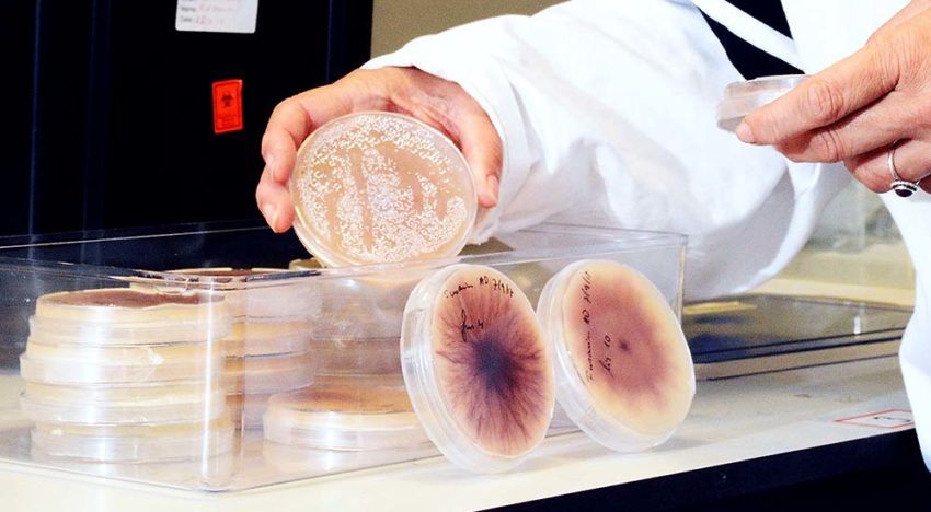 Onderzoek naar betere identificatie, meer zicht op verspreiding en biologische bestrijding