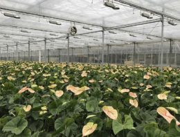 Aanhouden hogere temperaturen voor opvoeren kerstproductie is funest