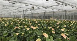 Aanhouden hogere temperaturen voor opvoeren kerstproductie is funest