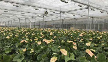 Aanhouden hogere temperaturen voor opvoeren kerstproductie is funest