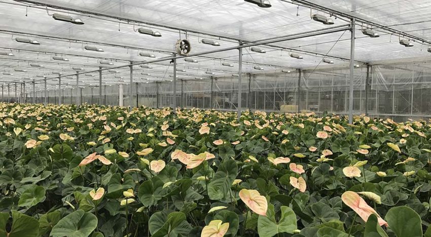 Aanhouden hogere temperaturen voor opvoeren kerstproductie is funest
