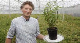 ‘Mijn passie ligt vooral in het karakter van de bamboeplant’