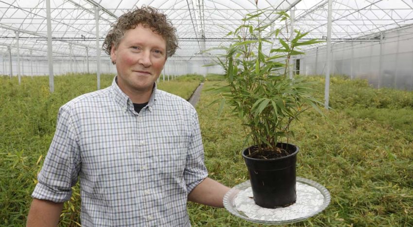 ‘Mijn passie ligt vooral in het karakter van de bamboeplant’