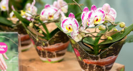 Lichtintegratie bij phalaenopsis goed mogelijk tot opgeslagen CO<sub>2</sub> op is