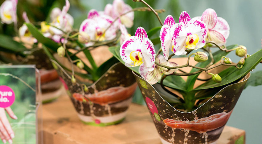 Lichtintegratie bij phalaenopsis goed mogelijk tot opgeslagen CO<sub>2</sub> op is