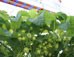 Stroom besparen in intensieve aardbeienteelt