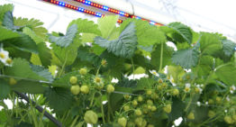 Stroom besparen in intensieve aardbeienteelt