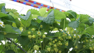 Stroom besparen in intensieve aardbeienteelt