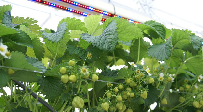 Stroom besparen in intensieve aardbeienteelt