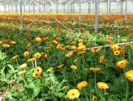 Onderzoek naar effecten chloorhoudende producten