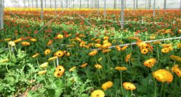 Onderzoek naar effecten chloorhoudende producten