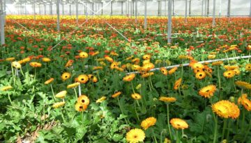 Onderzoek naar effecten chloorhoudende producten
