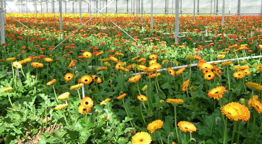 Onderzoek naar effecten chloorhoudende producten