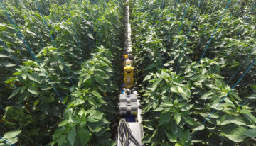 Sweeper robot plukt eerste paprika
