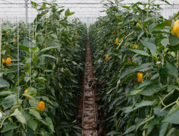 Monitoring systeem voor plagen in tomaat en paprika