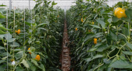 Monitoring systeem voor plagen in tomaat en paprika