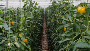 Monitoring systeem voor plagen in tomaat en paprika