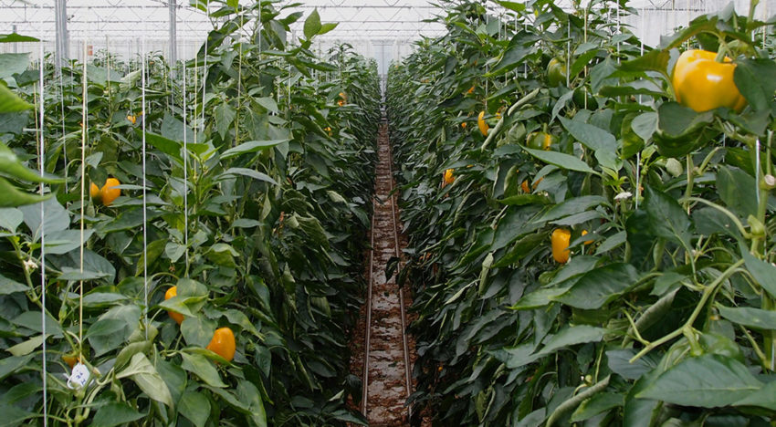 Monitoring systeem voor plagen in tomaat en paprika