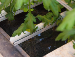 Onderzoek chrysant op water krijgt herstart