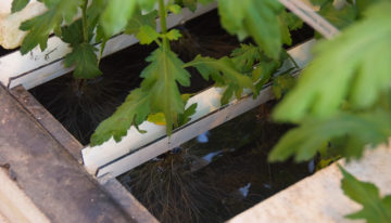 Onderzoek chrysant op water krijgt herstart