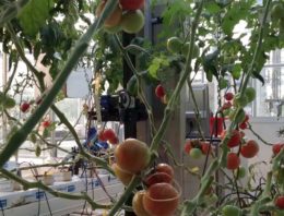 Programma Precisietuinbouw focust op plantniveau