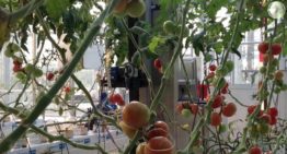 Programma Precisietuinbouw focust op plantniveau