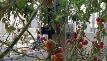 Programma Precisietuinbouw focust op plantniveau