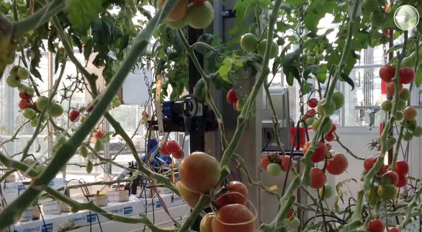 Programma Precisietuinbouw focust op plantniveau