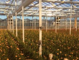Blad- en bloemtemperatuurmeting gerbera met dubbele schermen
