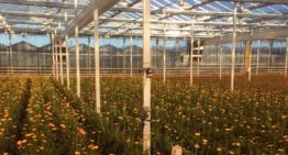 Blad- en bloemtemperatuurmeting gerbera met dubbele schermen