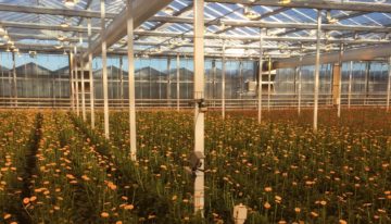Blad- en bloemtemperatuurmeting gerbera met dubbele schermen
