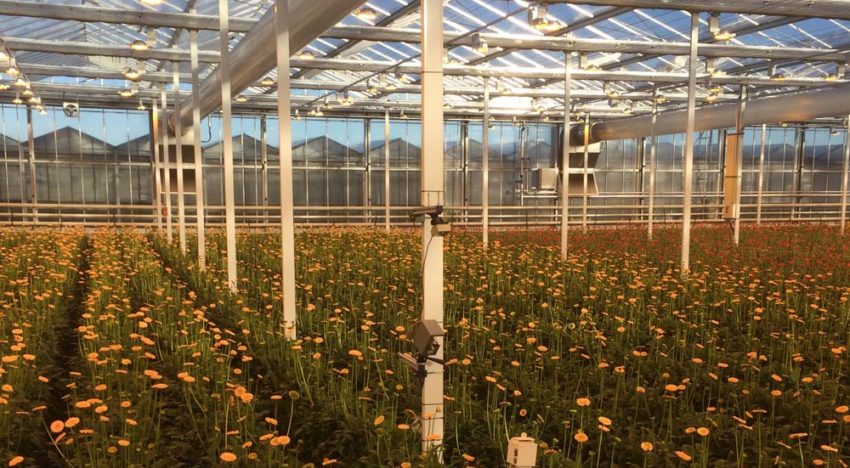 Blad- en bloemtemperatuurmeting gerbera met dubbele schermen Blad- en bloemtemperatuurmeting gerbera met dubbele schermen