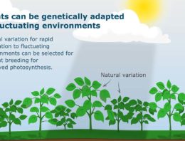 Onderzoek WUR toont natuurlijke genetische variatie fotosynthese aan