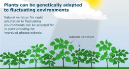 Onderzoek WUR toont natuurlijke genetische variatie fotosynthese aan