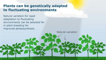 Onderzoek WUR toont natuurlijke genetische variatie fotosynthese aan